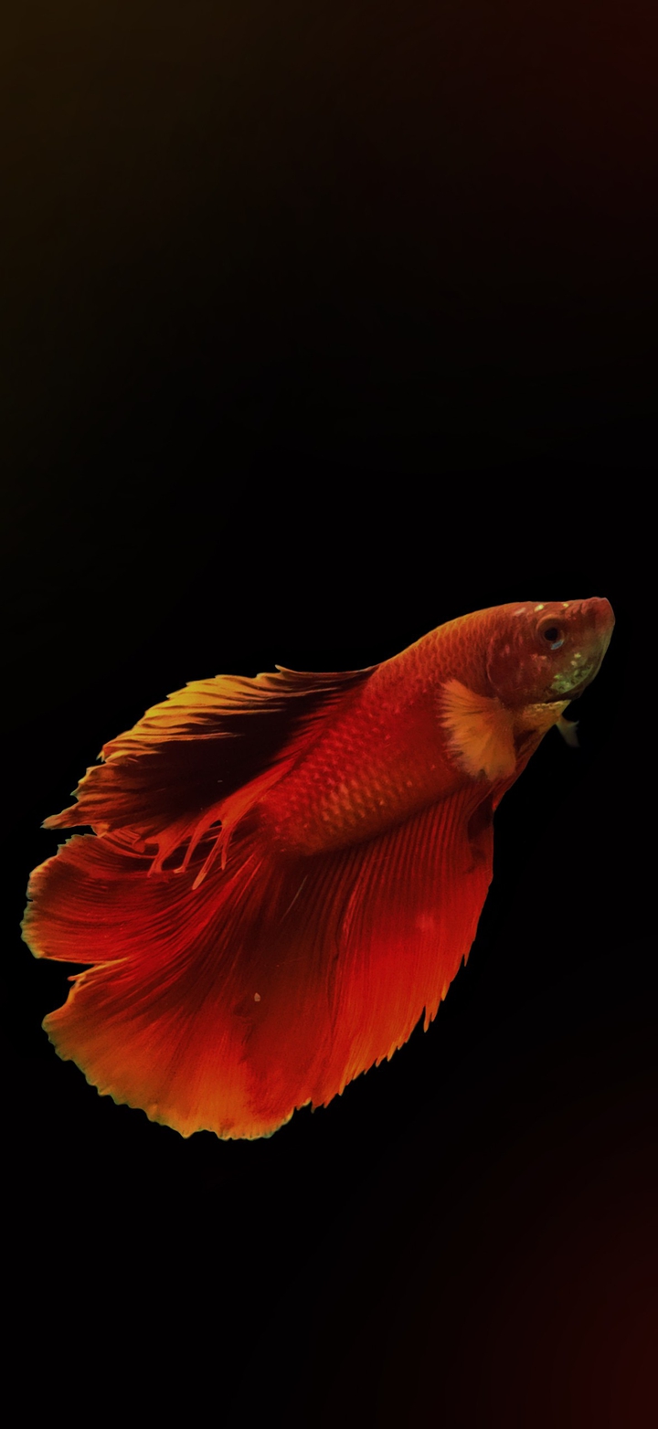 Betta