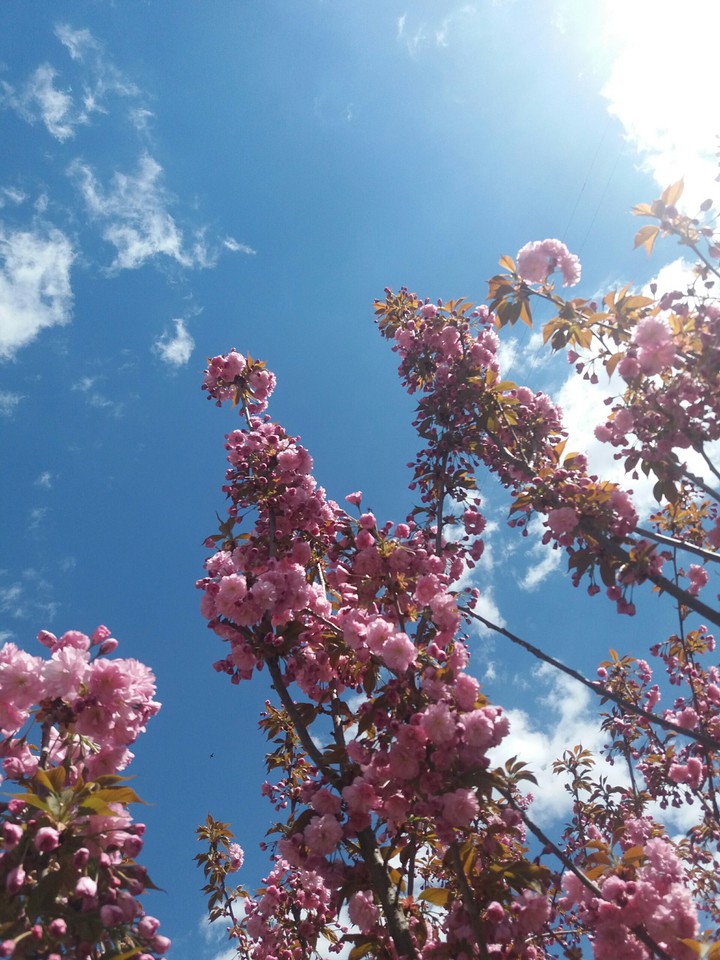 spring