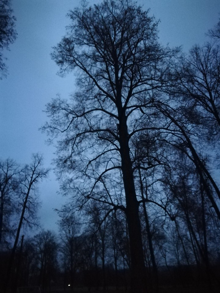 A dark and gloomy tree