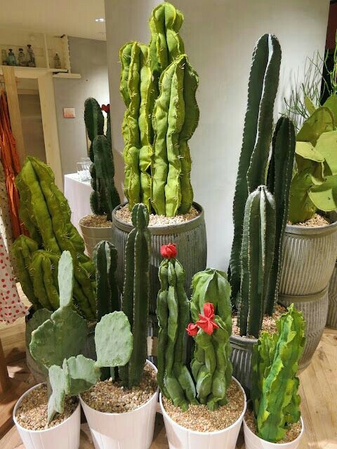 Cactus