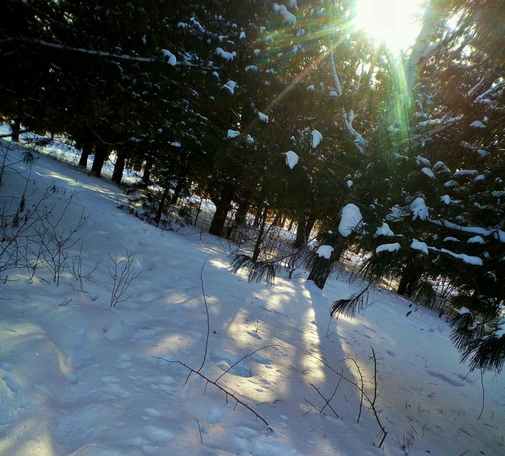 Forest