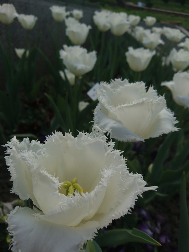 tulipán