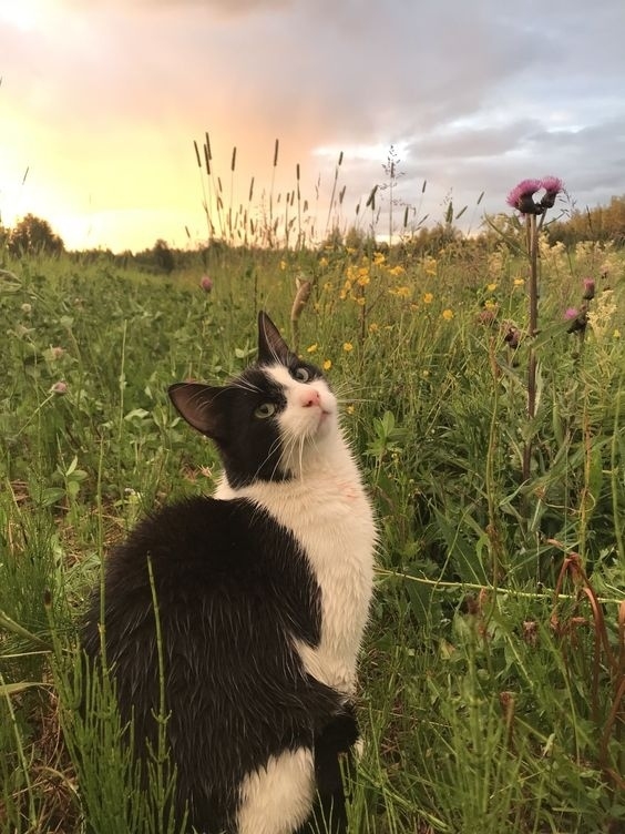Кошка