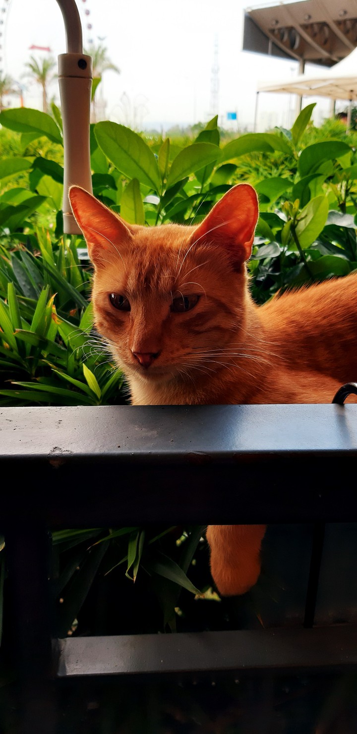 cat2