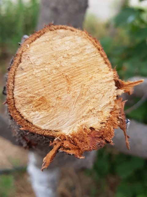 wood