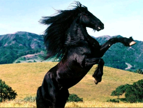cavalo