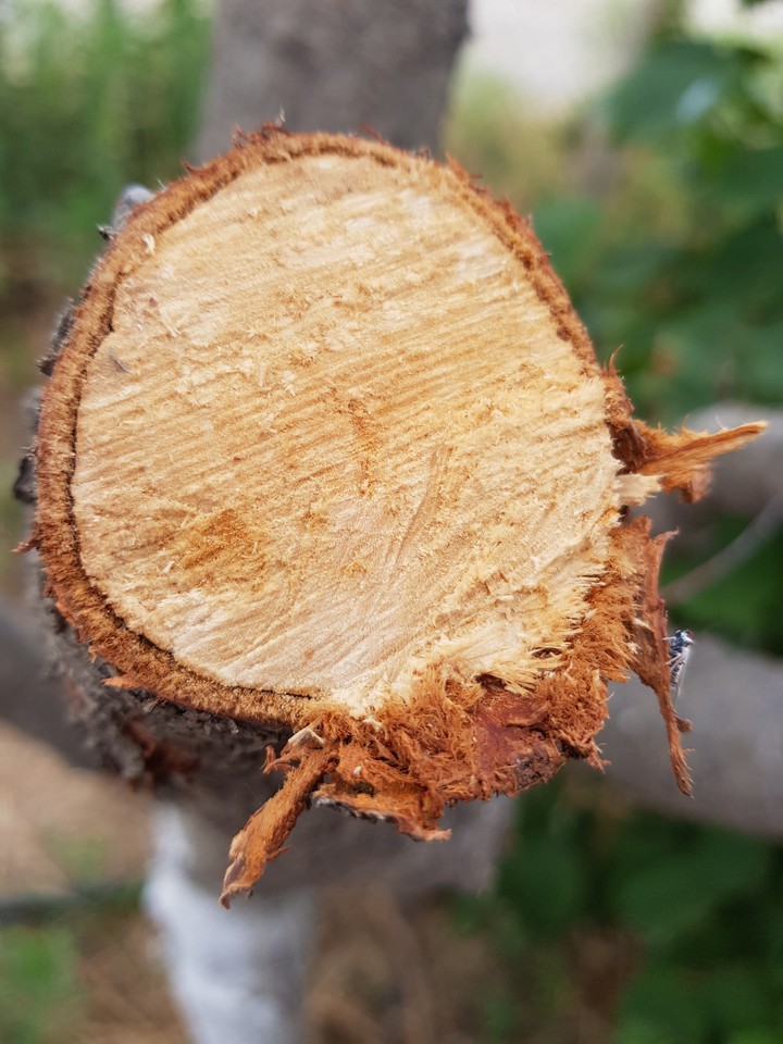 wood