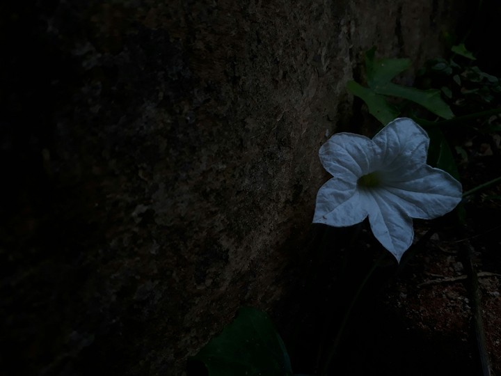 White Flower Best For Lock Screen Walpaper