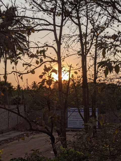Treeline Sunset