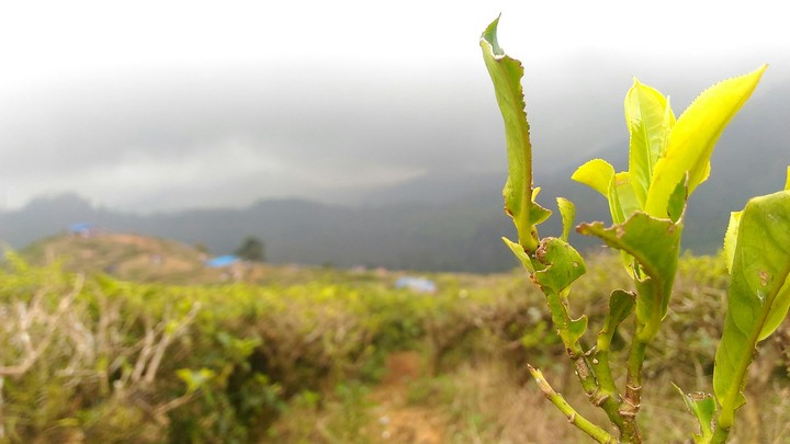 Puncak Pass