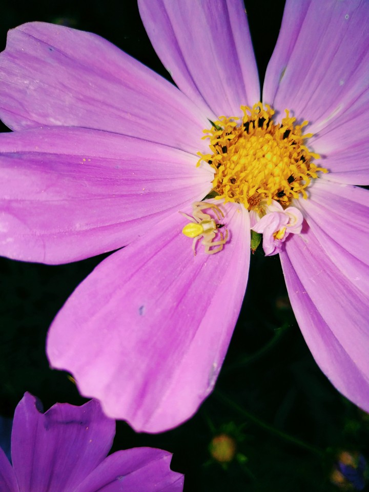 cosmos