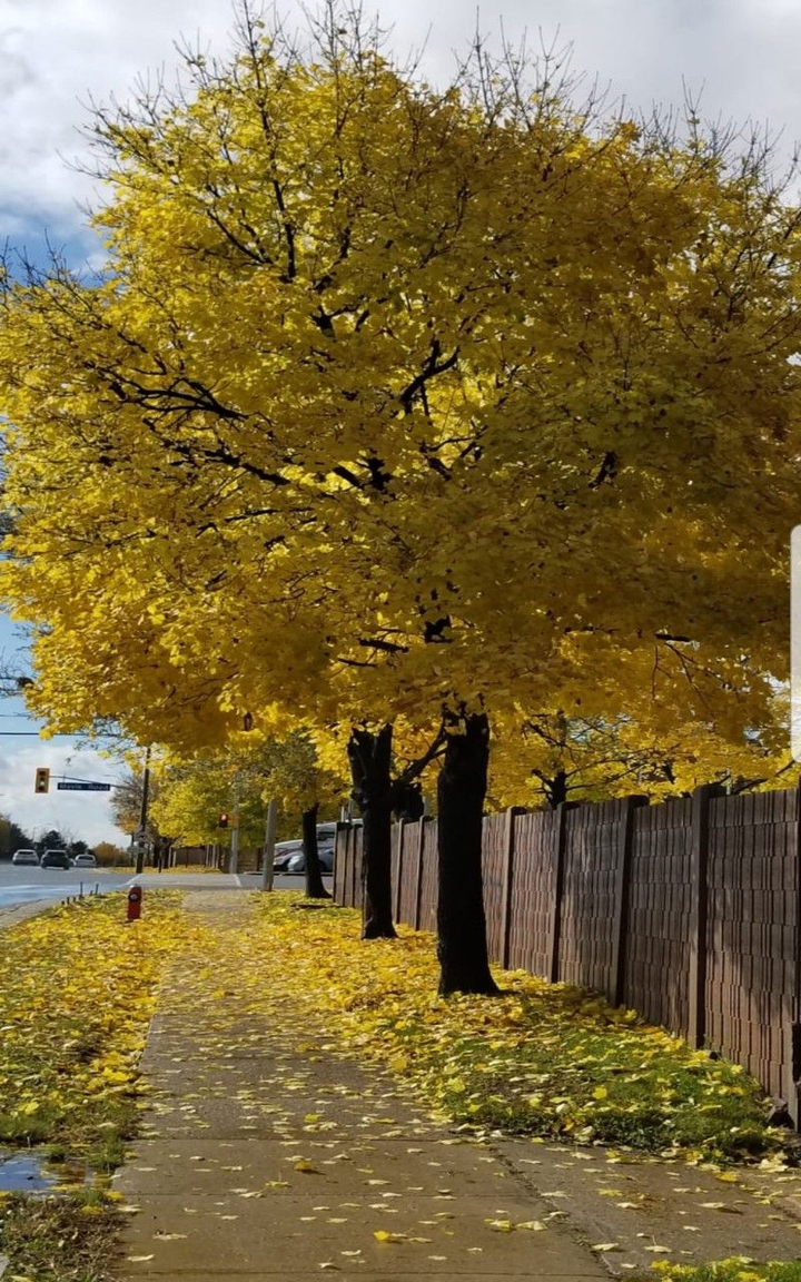 hermoso arbol en Canada.?