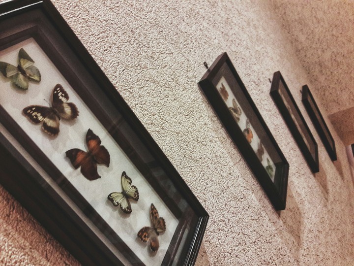 Butterflies