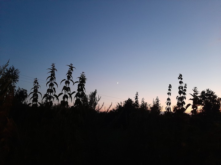 Sunset grasses of my summer