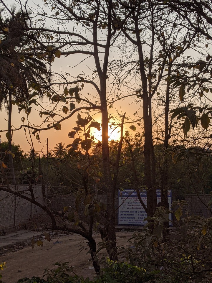 Treeline Sunset