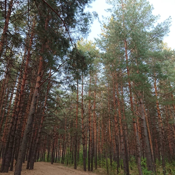 forest