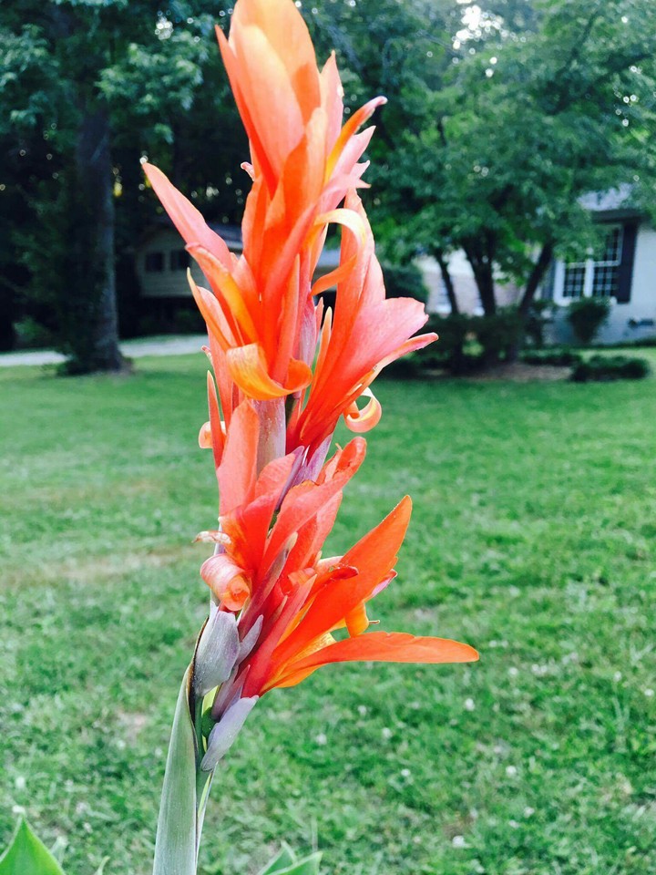 flower