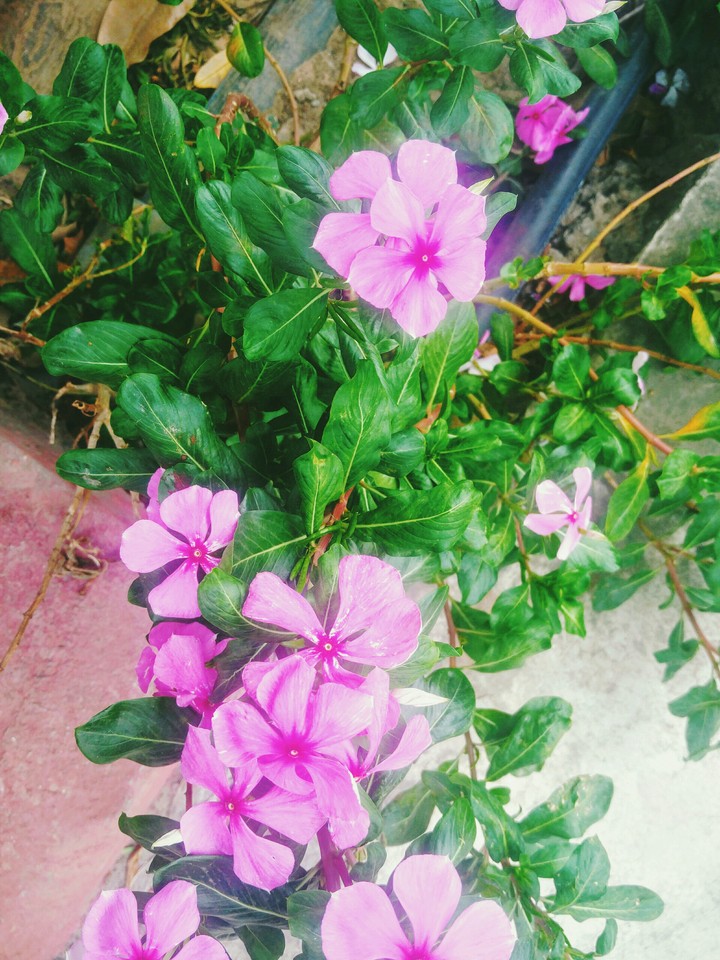 flower