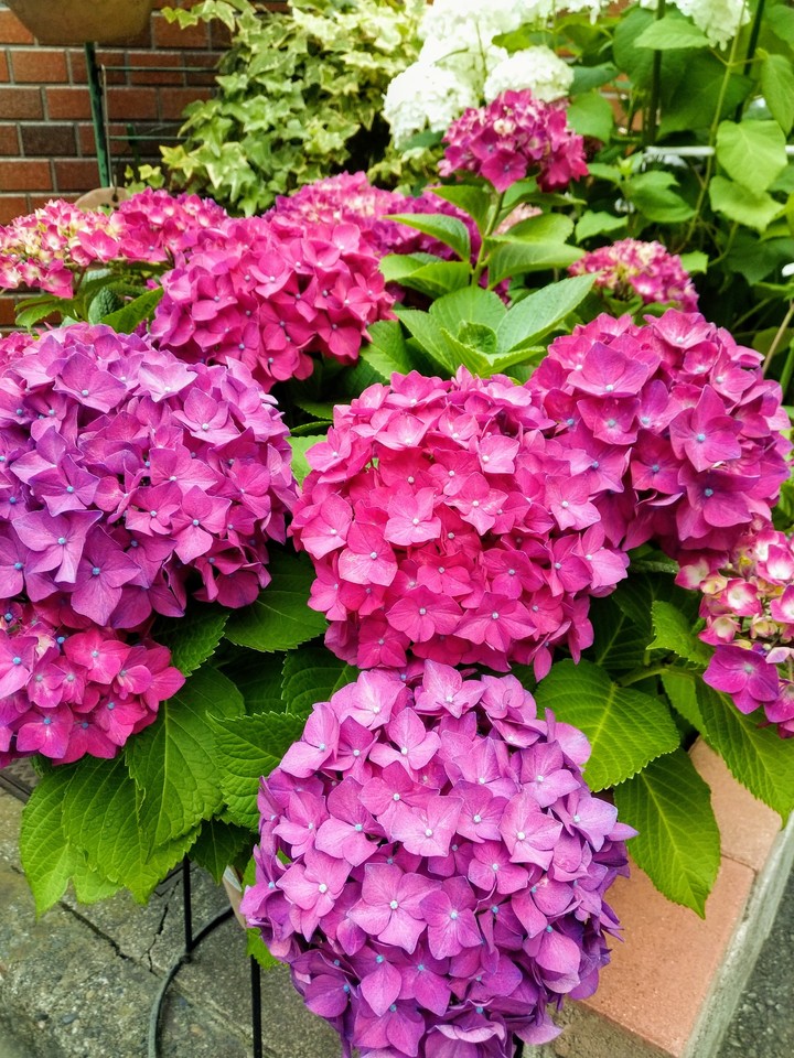 hydrangea