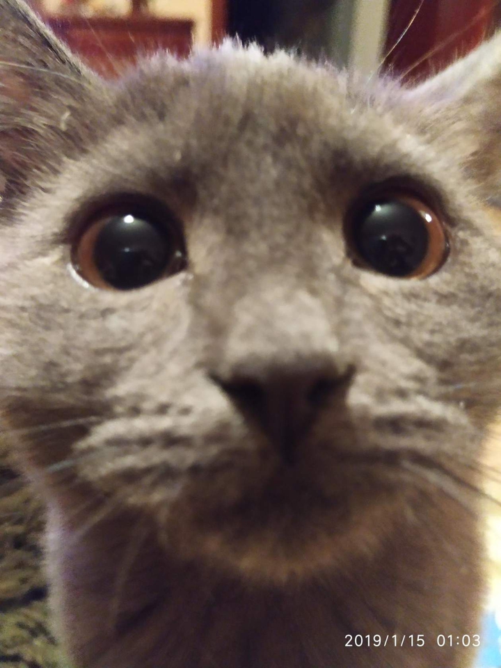 безумный взгляд моей кошки