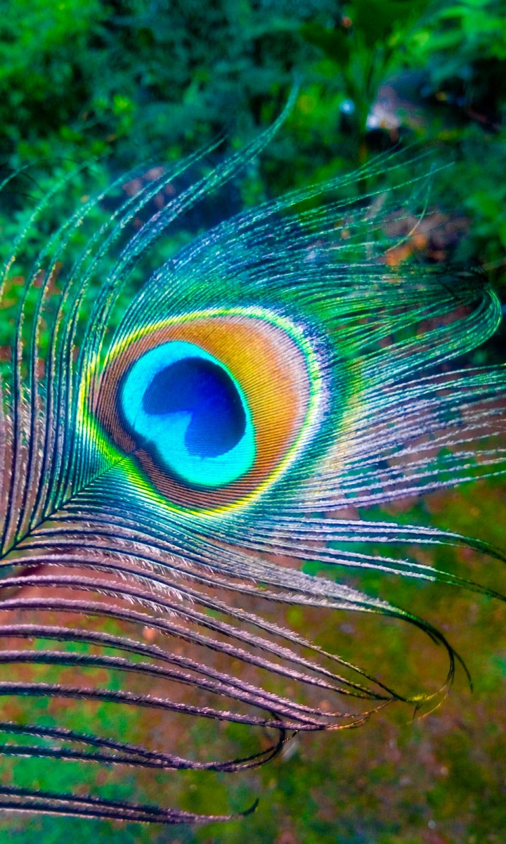 peacock