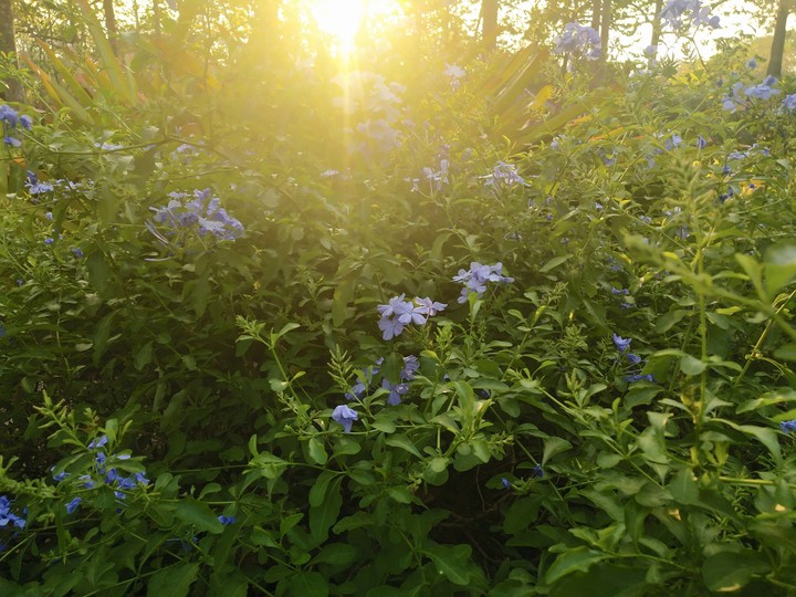 flower 3