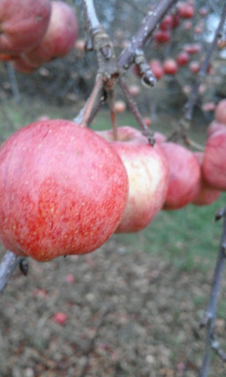 apples