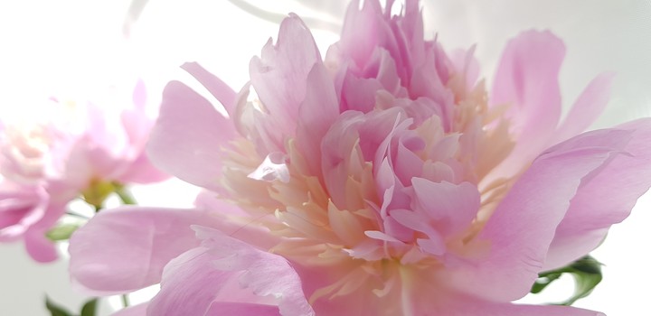 Beautiful flower