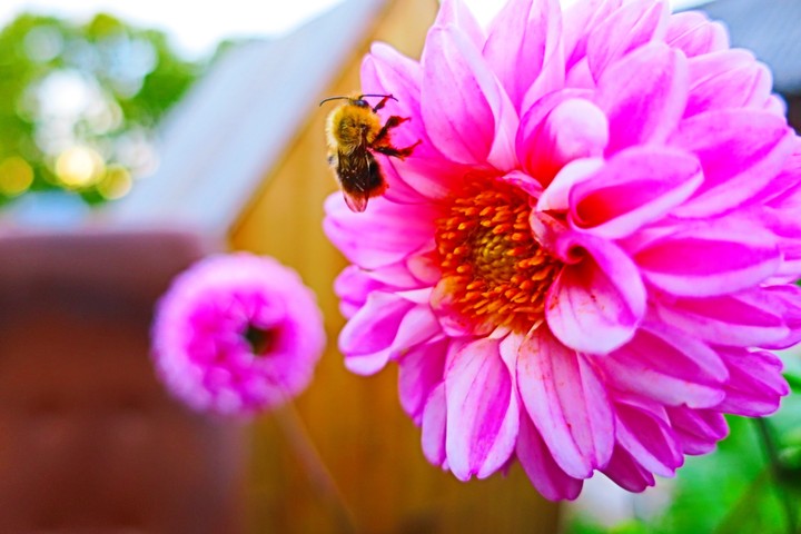 Bee Flower Pollination Colorful