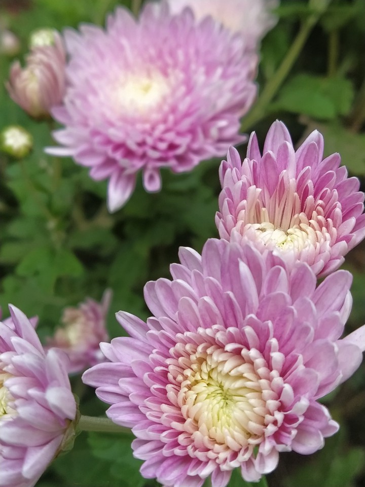 Pink Flowers