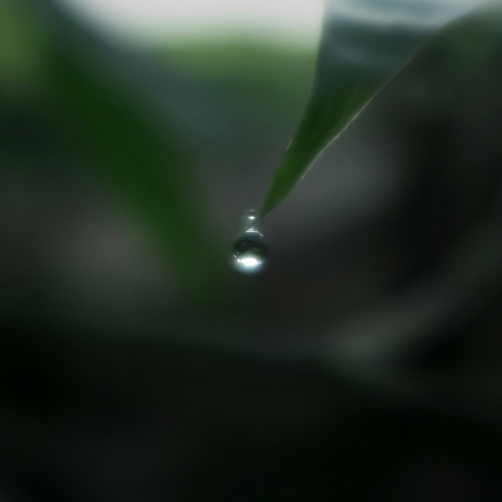 Dew
