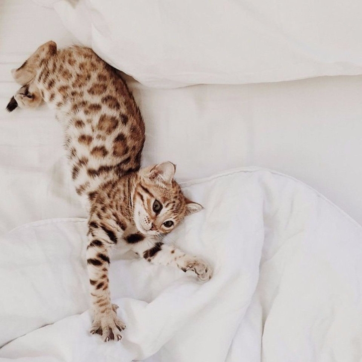 Потягушки