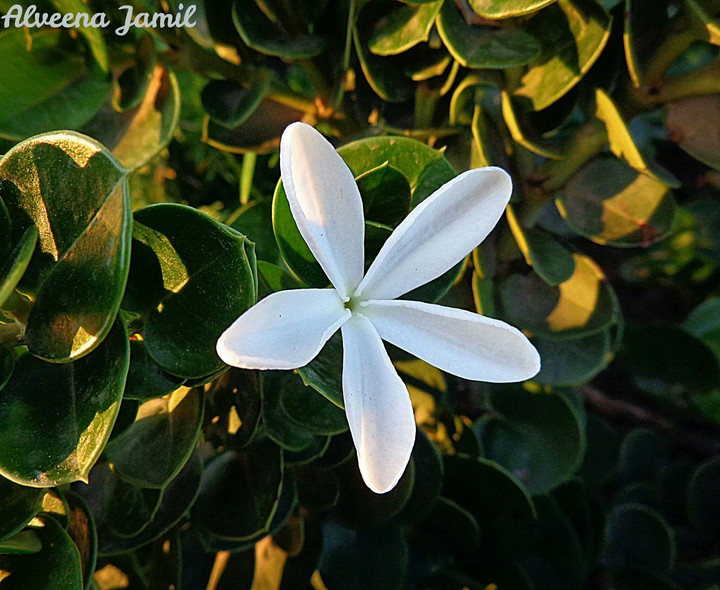 White In Dark