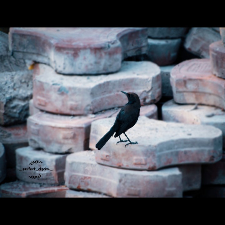 bird photography