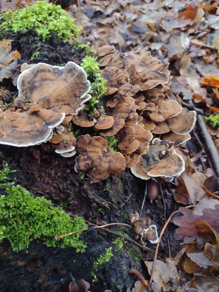 tree mushroom