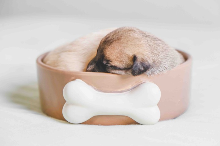 puppy