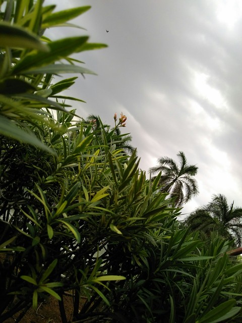 greeny , breezy