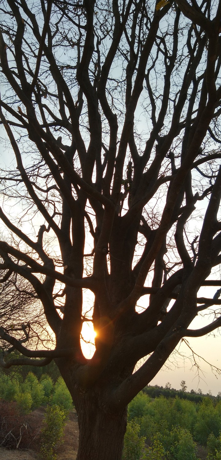 Tree Sunset