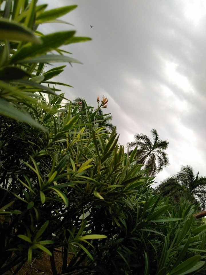greeny , breezy