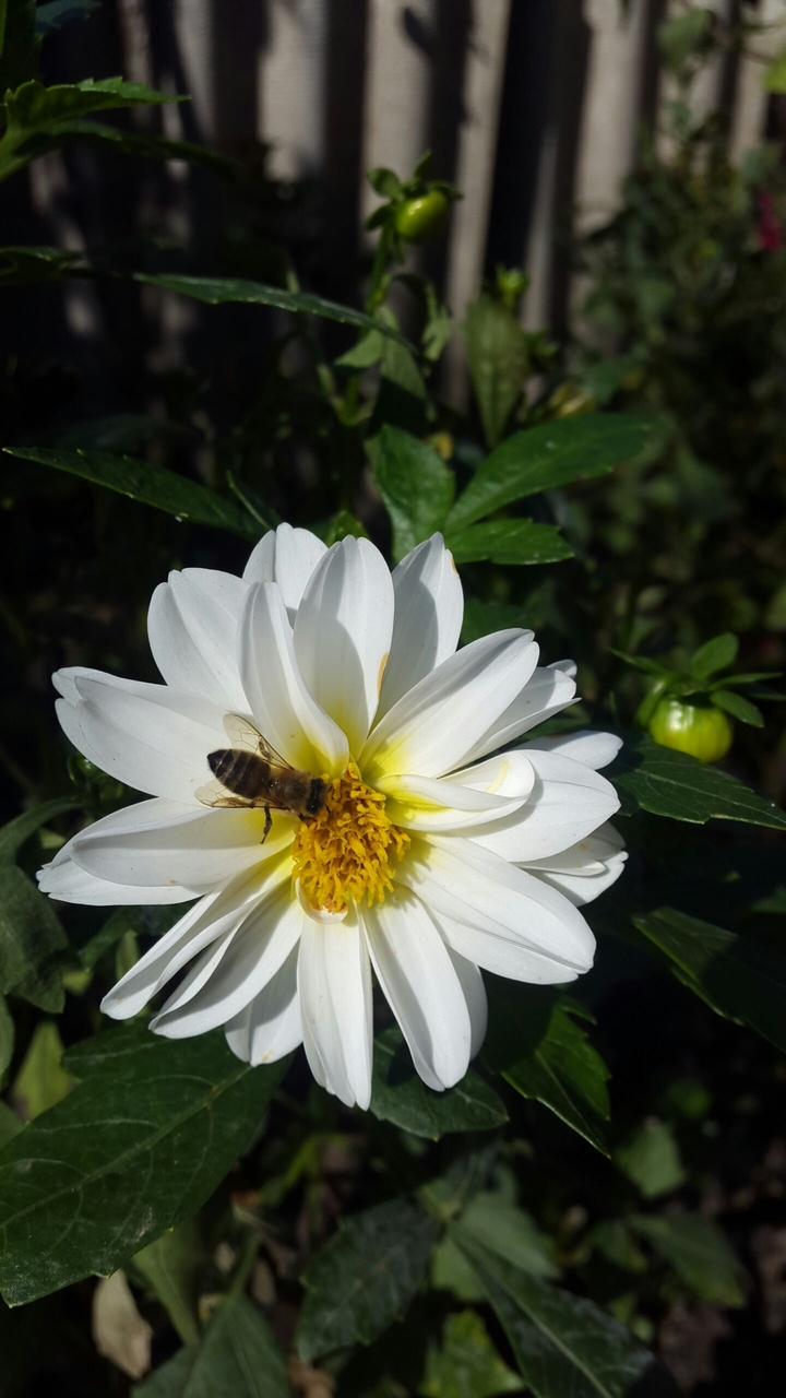 Bee and flower
