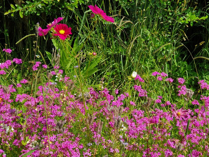 Pink Garden