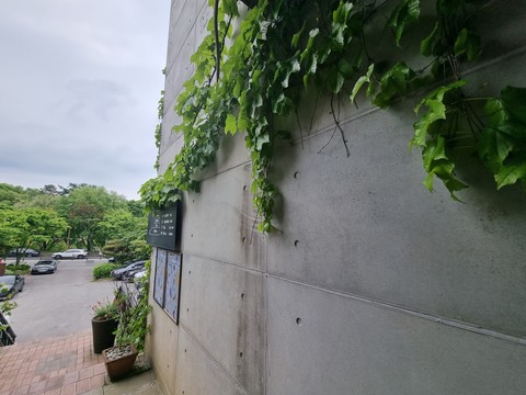 groundcover, tree壁紙