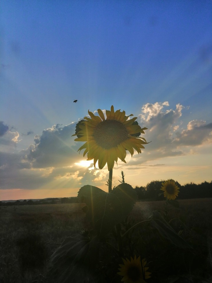 Sunsetflower