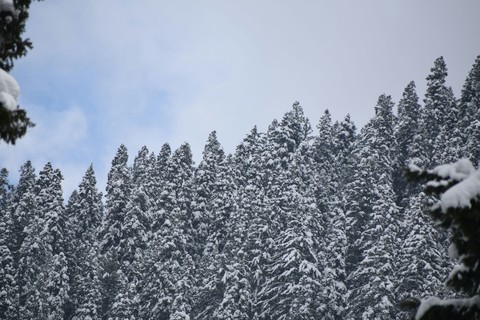 Paradise Kashmir