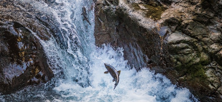 Salmon