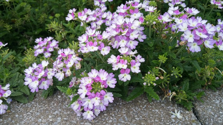 little Purple Flowers