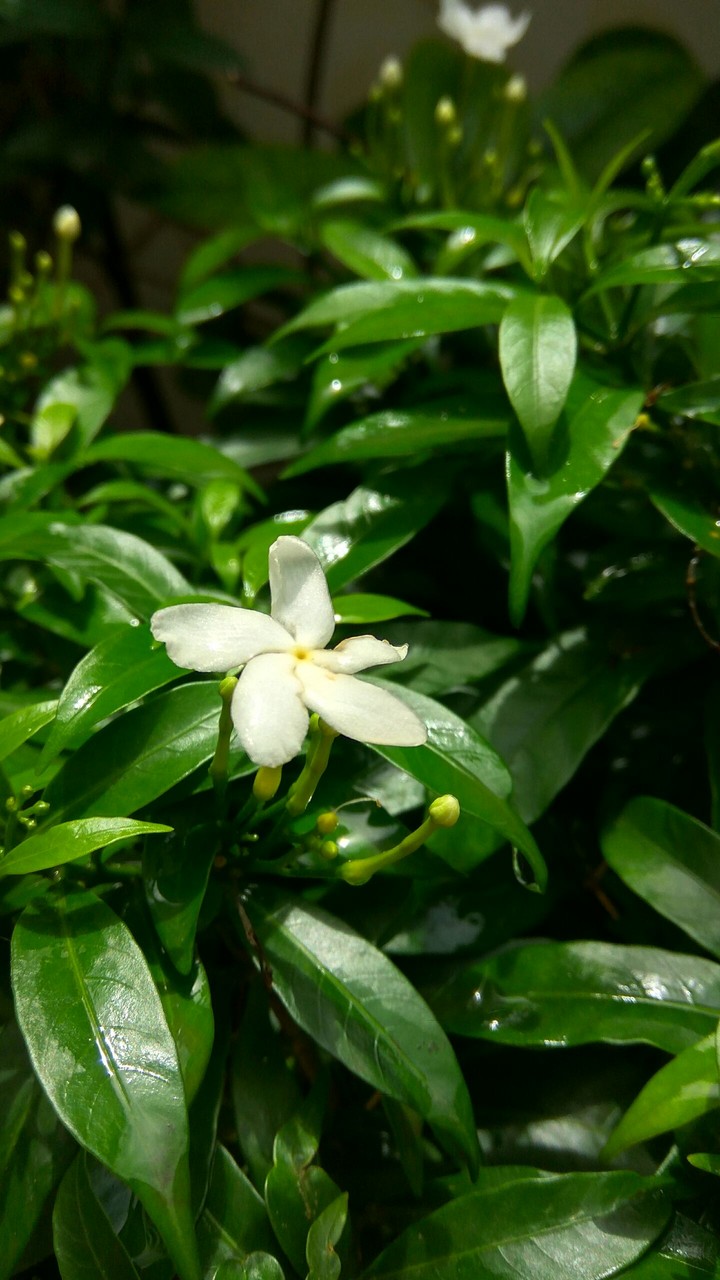 Flower... 