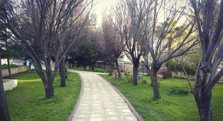 park trees