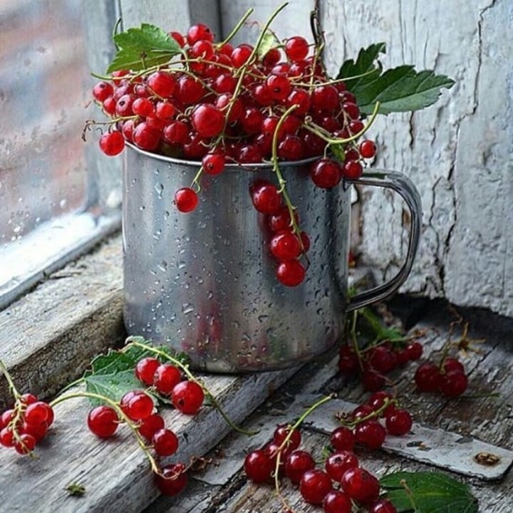 Mug and red currant