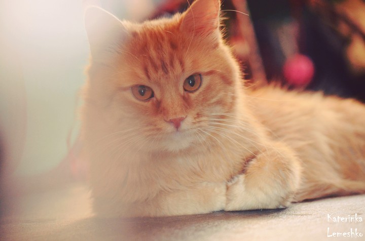 cat